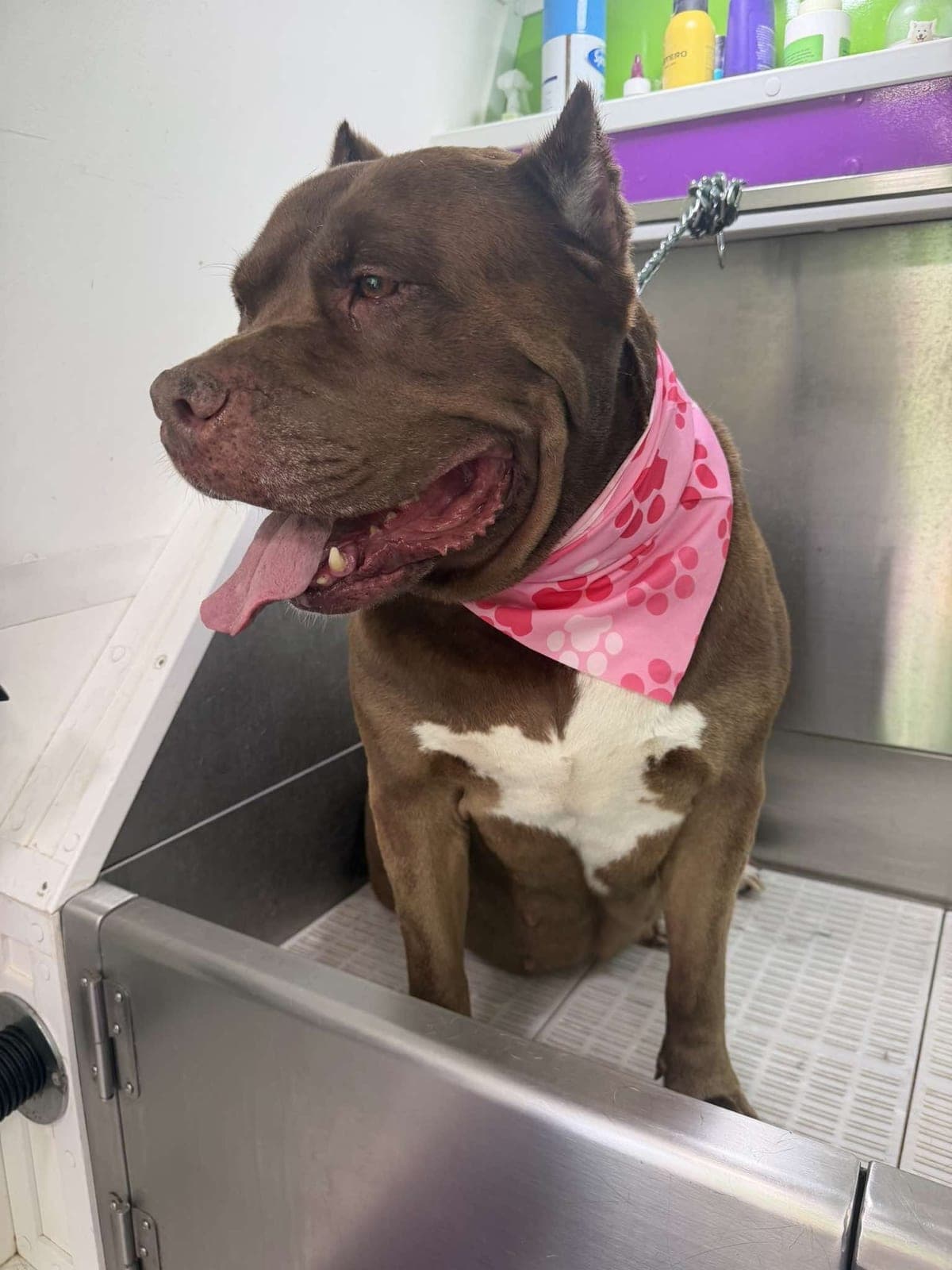 American Bully groomed by Pawsitive Love Dog, mobile dog grooming in Southwest Florida