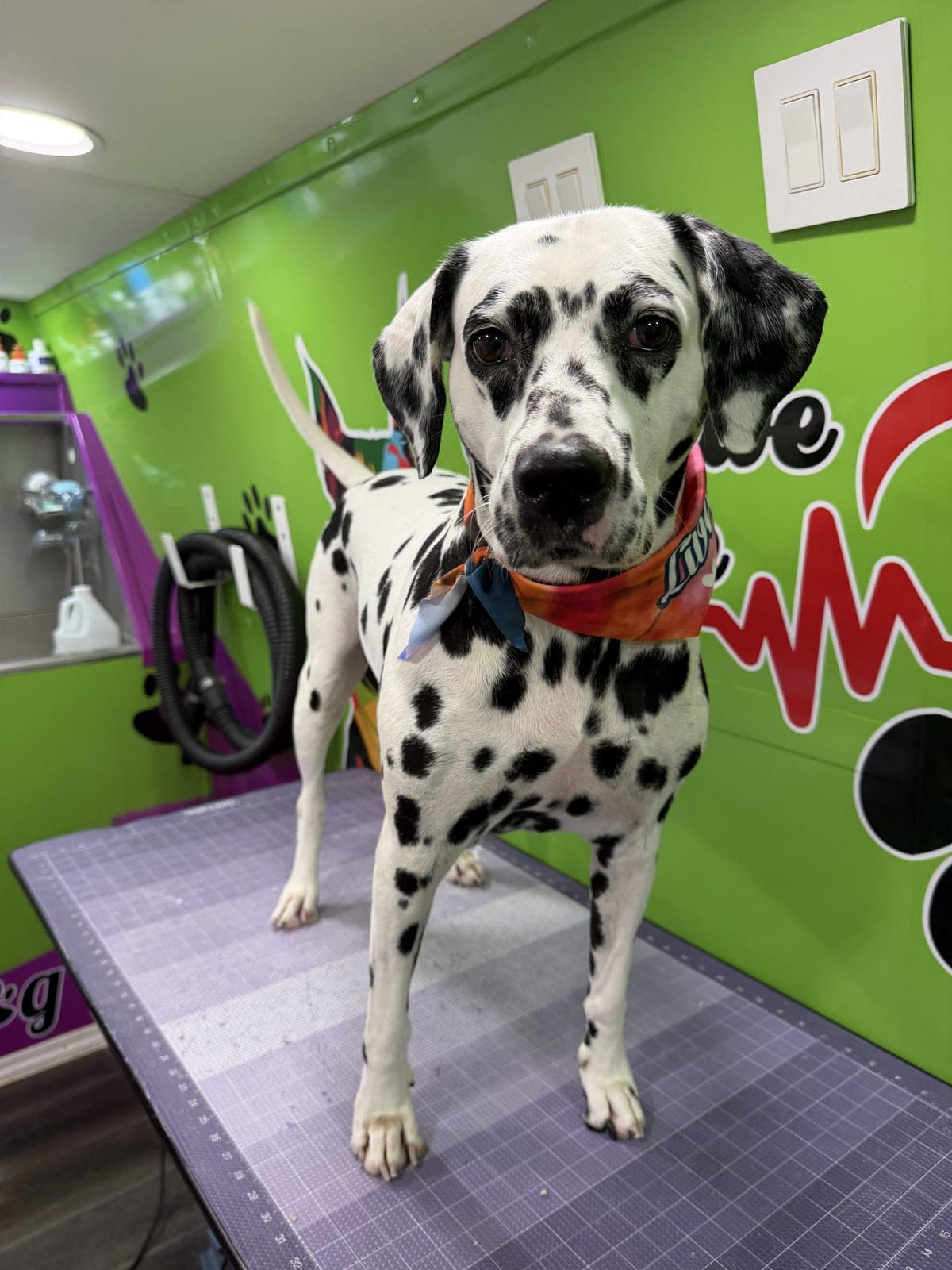 Dalmatian groomed by Pawsitive Love Dog, mobile dog grooming in Southwest Florida