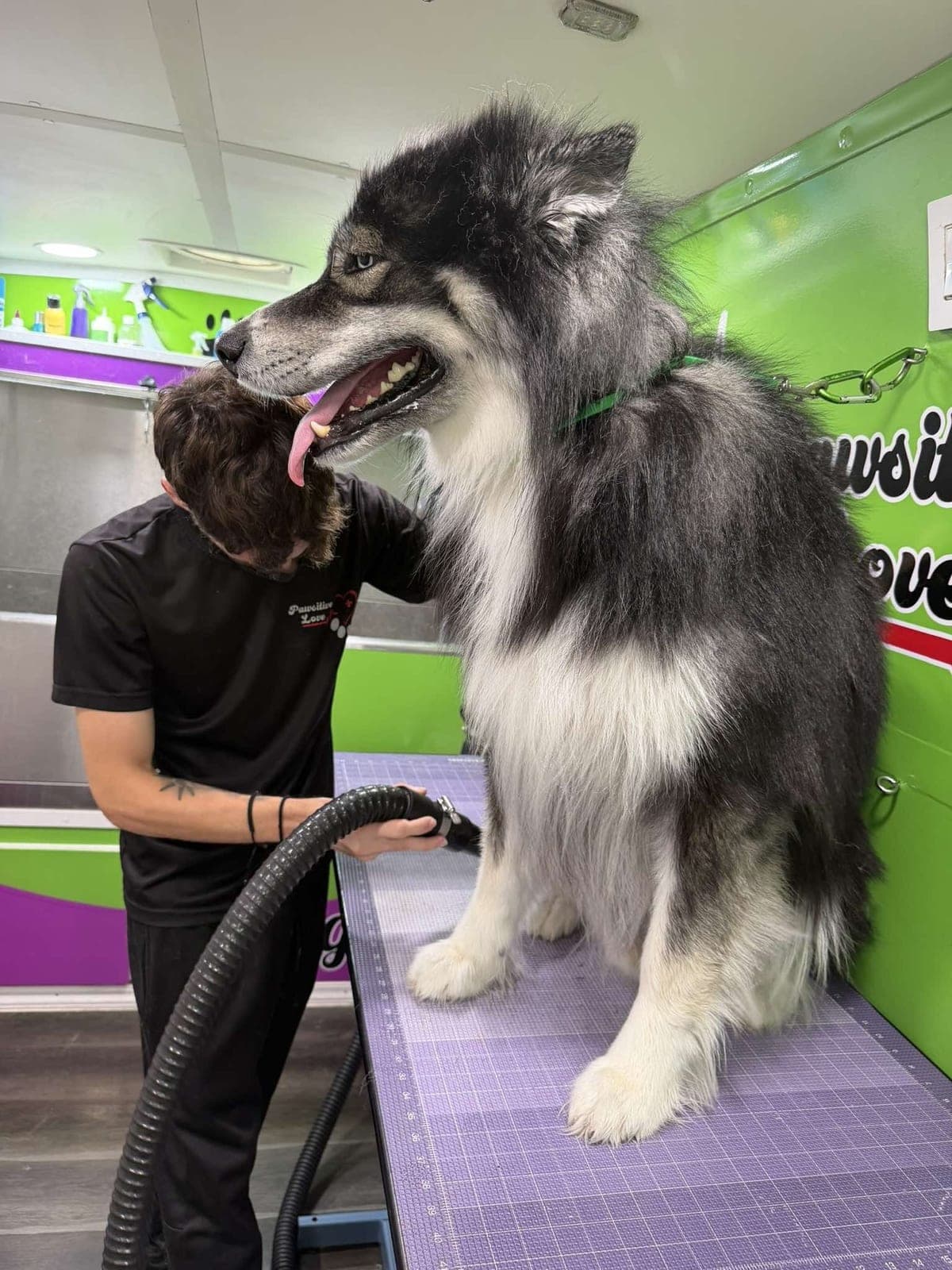 Husky groomed by Pawsitive Love Dog, mobile dog grooming in Southwest Florida