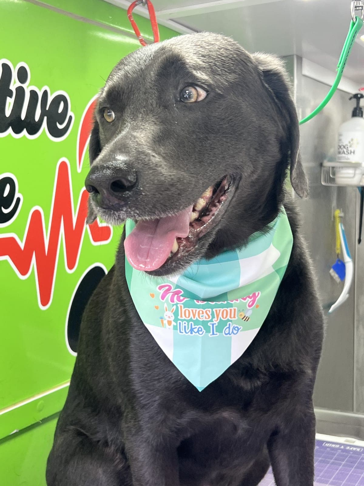 Labrador mix groomed by Pawsitive Love Dog, mobile dog grooming in Southwest Florida