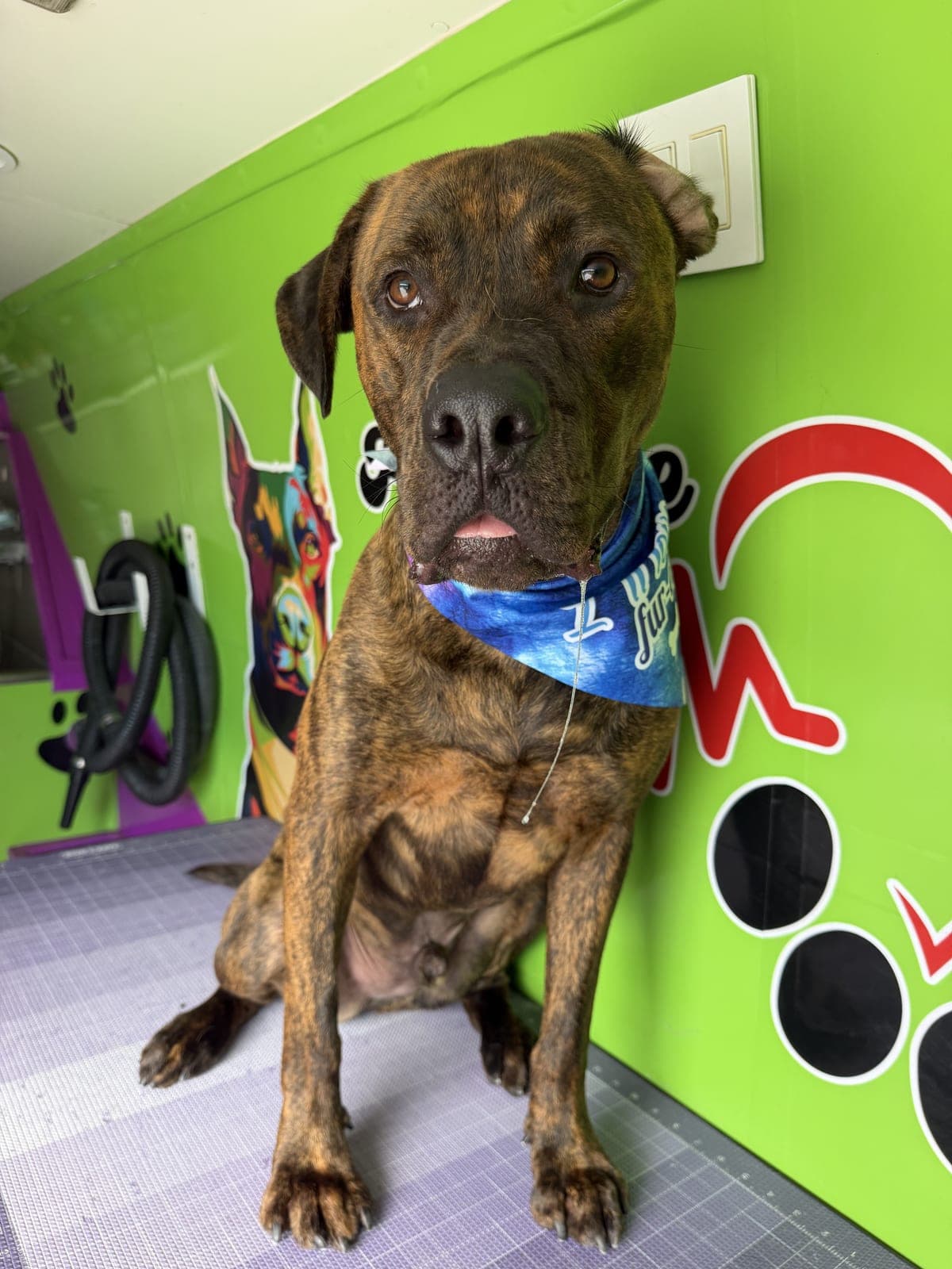 Mastiff mix groomed by Pawsitive Love Dog, mobile dog grooming in Southwest Florida