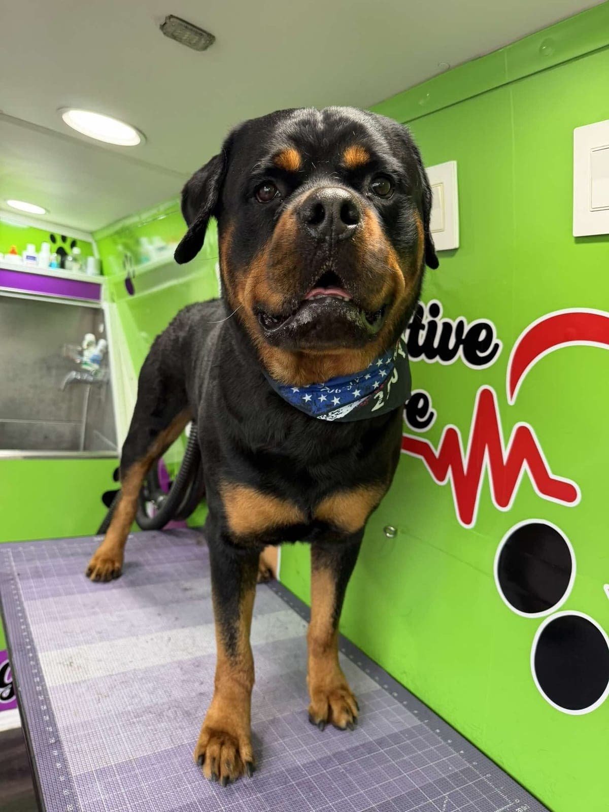 Rottweiler groomed by Pawsitive Love Dog, mobile dog grooming in Southwest Florida
