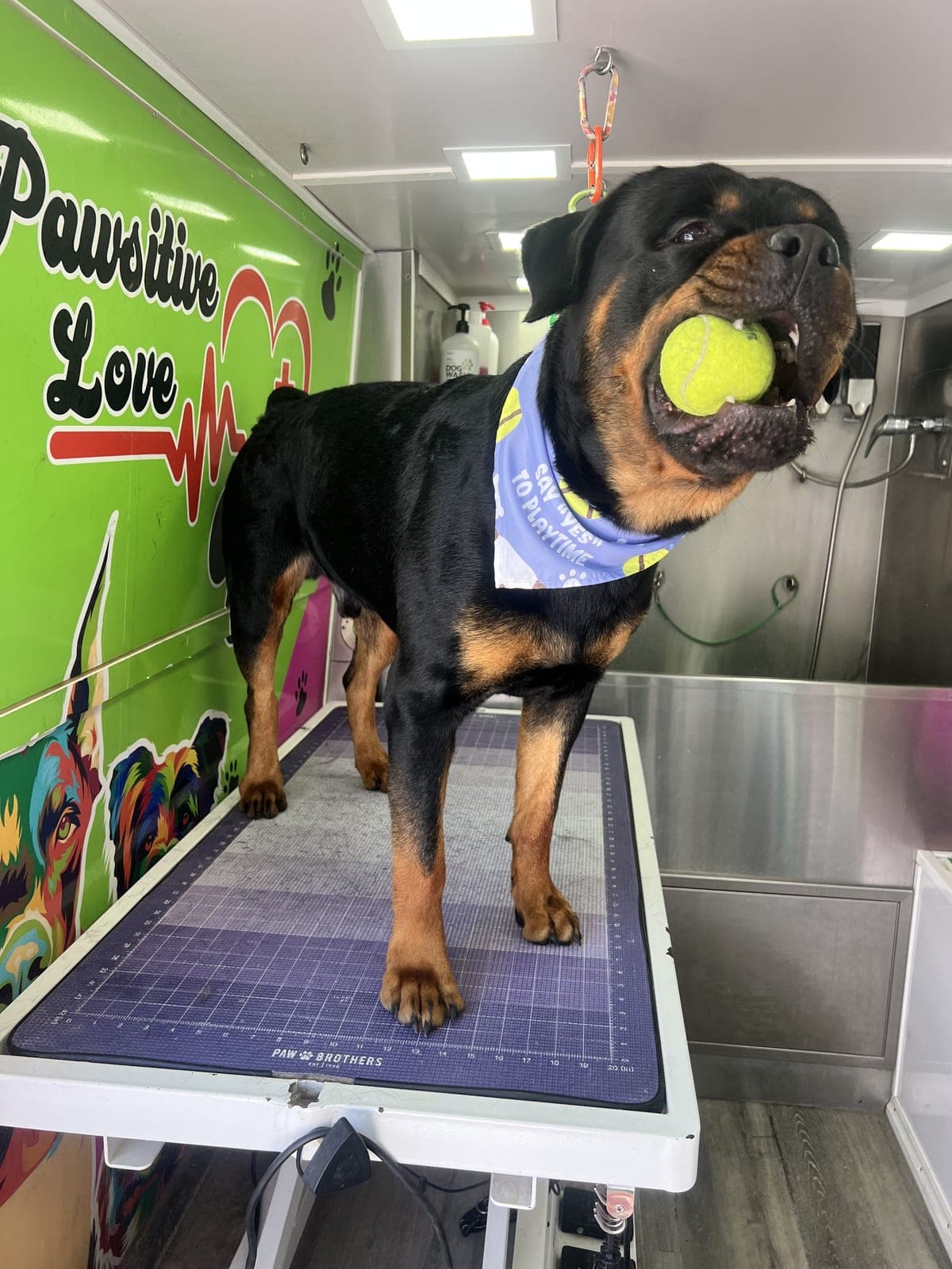 Rottweiler groomed by Pawsitive Love Dog, mobile dog grooming in Southwest Florida