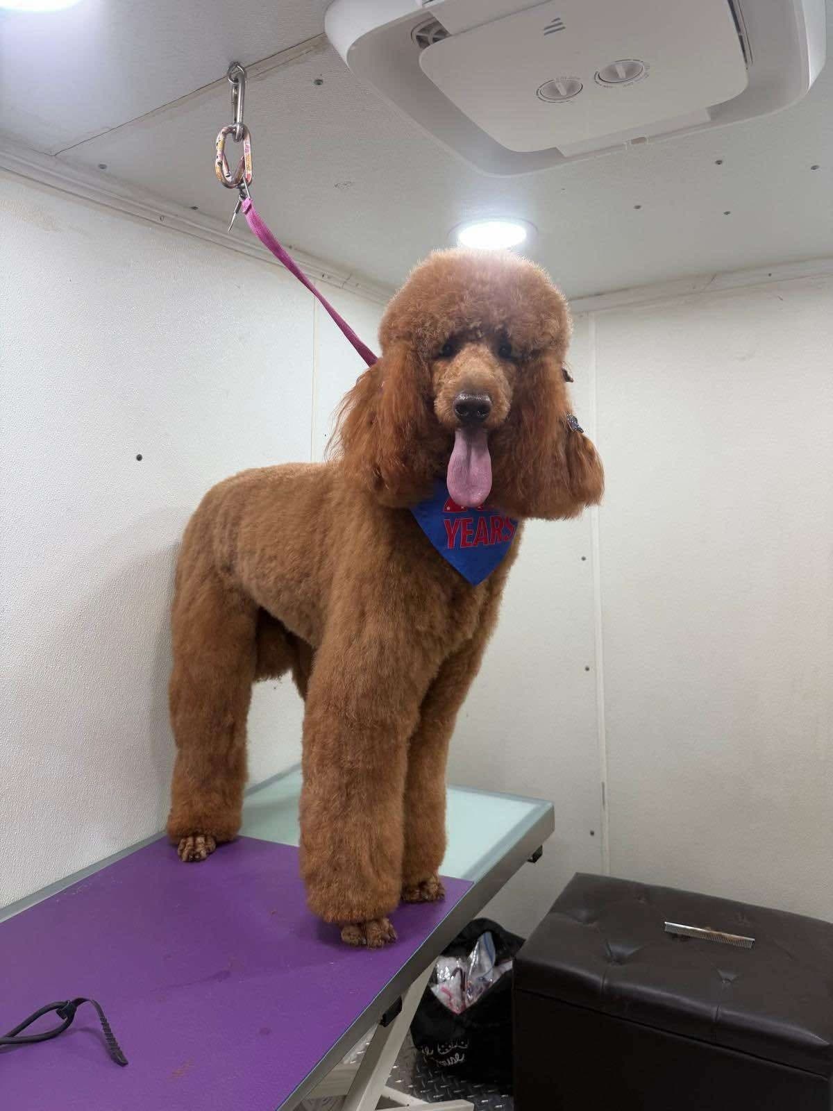 Standard Poodle groomed by Pawsitive Love Dog, mobile dog grooming in Southwest Florida