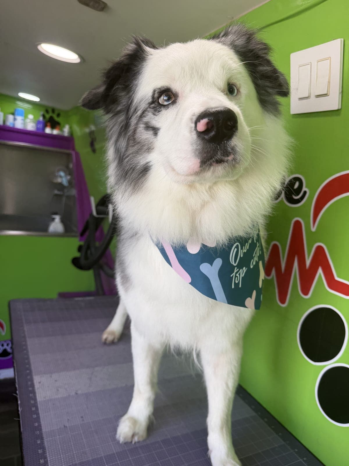 Australian Shepherd groomed by Pawsitive Love Dog, mobile dog grooming in Southwest Florida