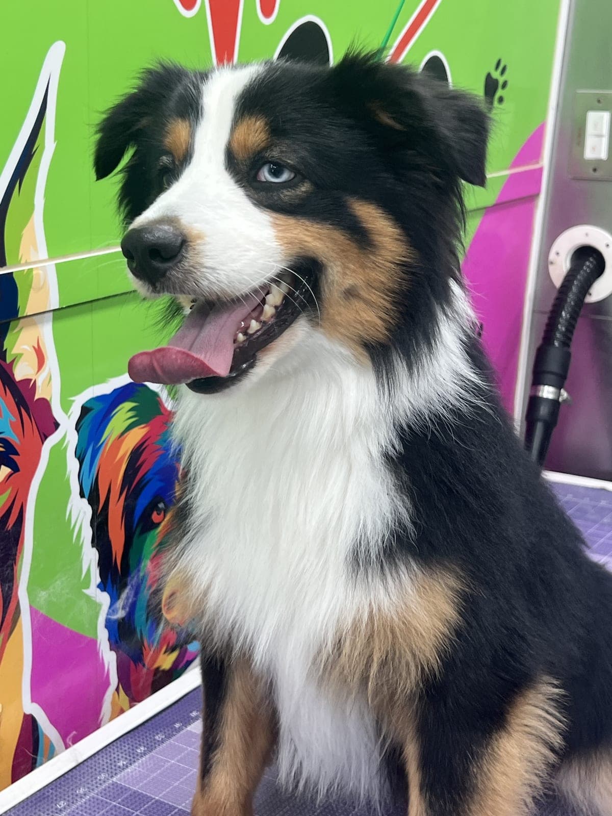 Australian Shepherd groomed by Pawsitive Love Dog, mobile dog grooming in Southwest Florida
