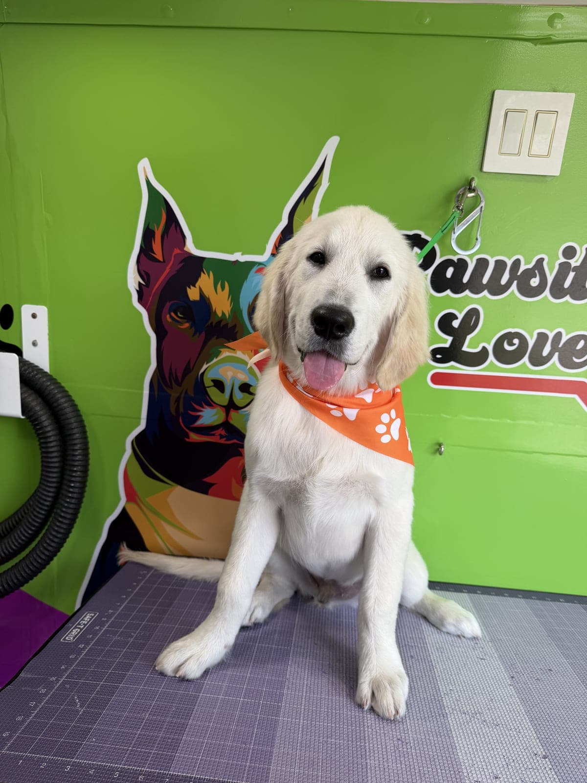 Golden Retriever puppy groomed by Pawsitive Love Dog, mobile dog grooming in Southwest Florida