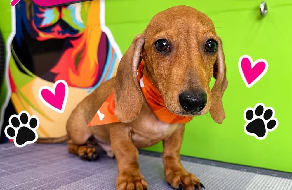 Dachshund groomed by Pawsitive Love Dog, mobile dog grooming in Southwest Florida