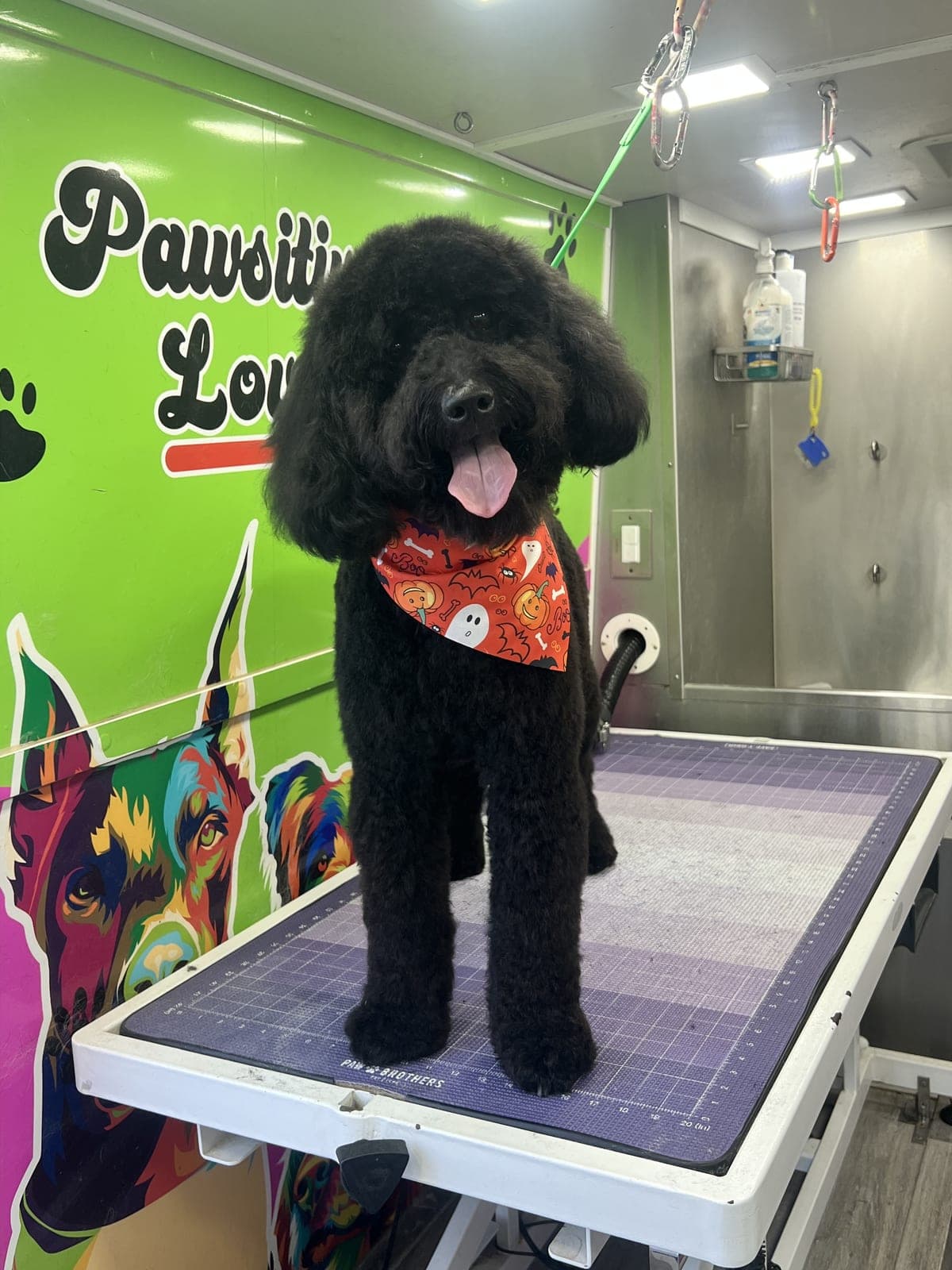 Poodle mix groomed by Pawsitive Love Dog, mobile dog grooming in Southwest Florida