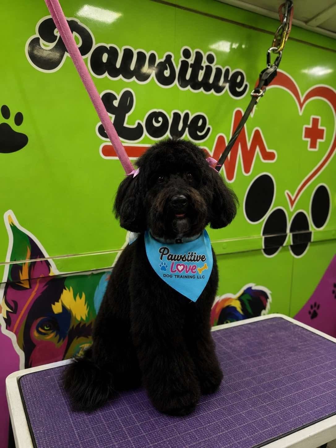 Toy Poodle groomed by Pawsitive Love Dog, mobile dog grooming in Southwest Florida