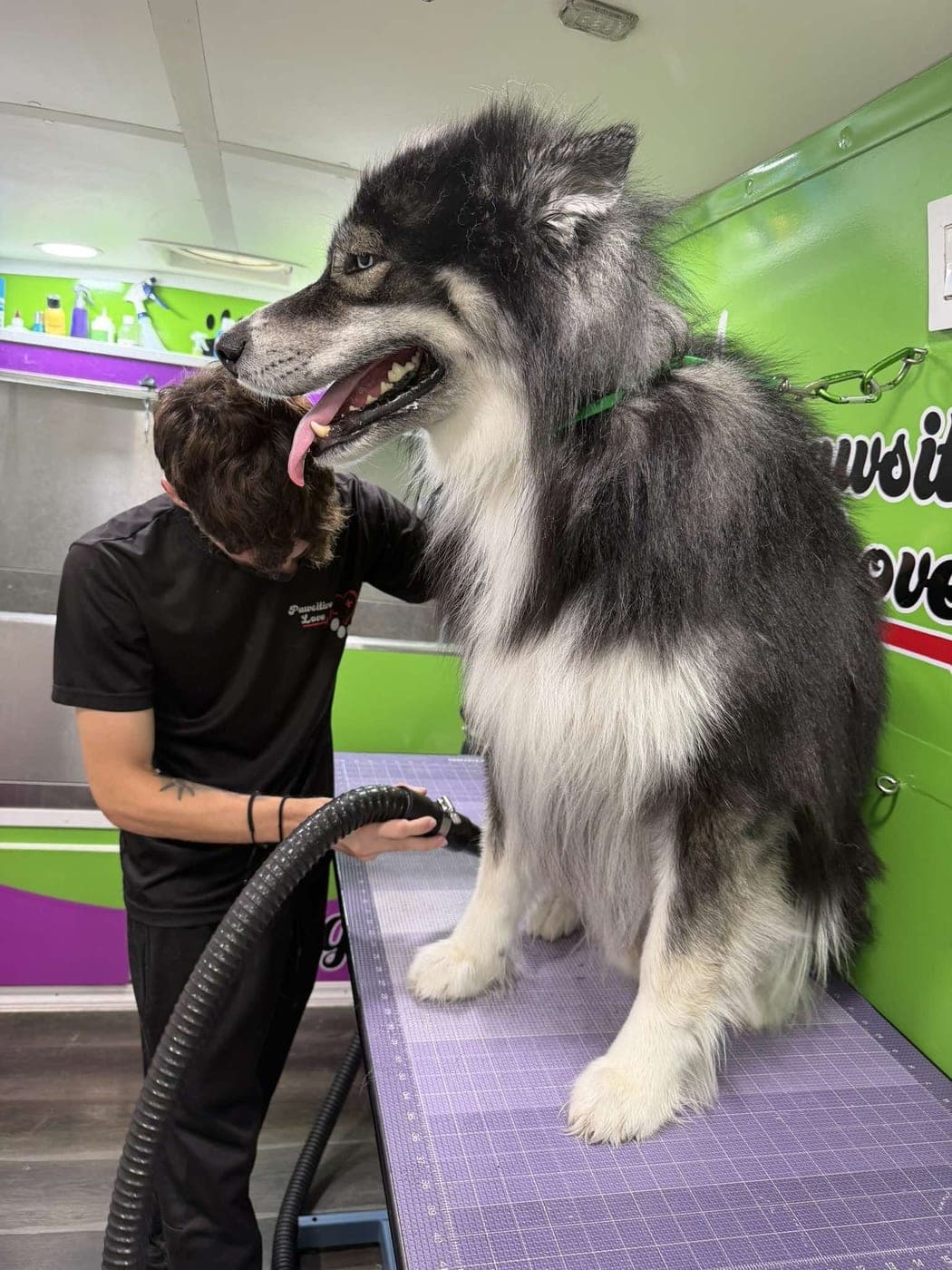 Pawsitive Love Dog groomer drying a fluffy Husky in the grooming van